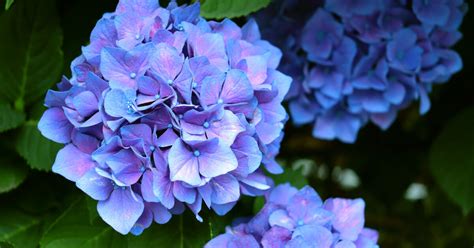 室外耐陰植物|日陰でも育つ花と植物30種！日陰に強い花や葉が美しい植物を紹。